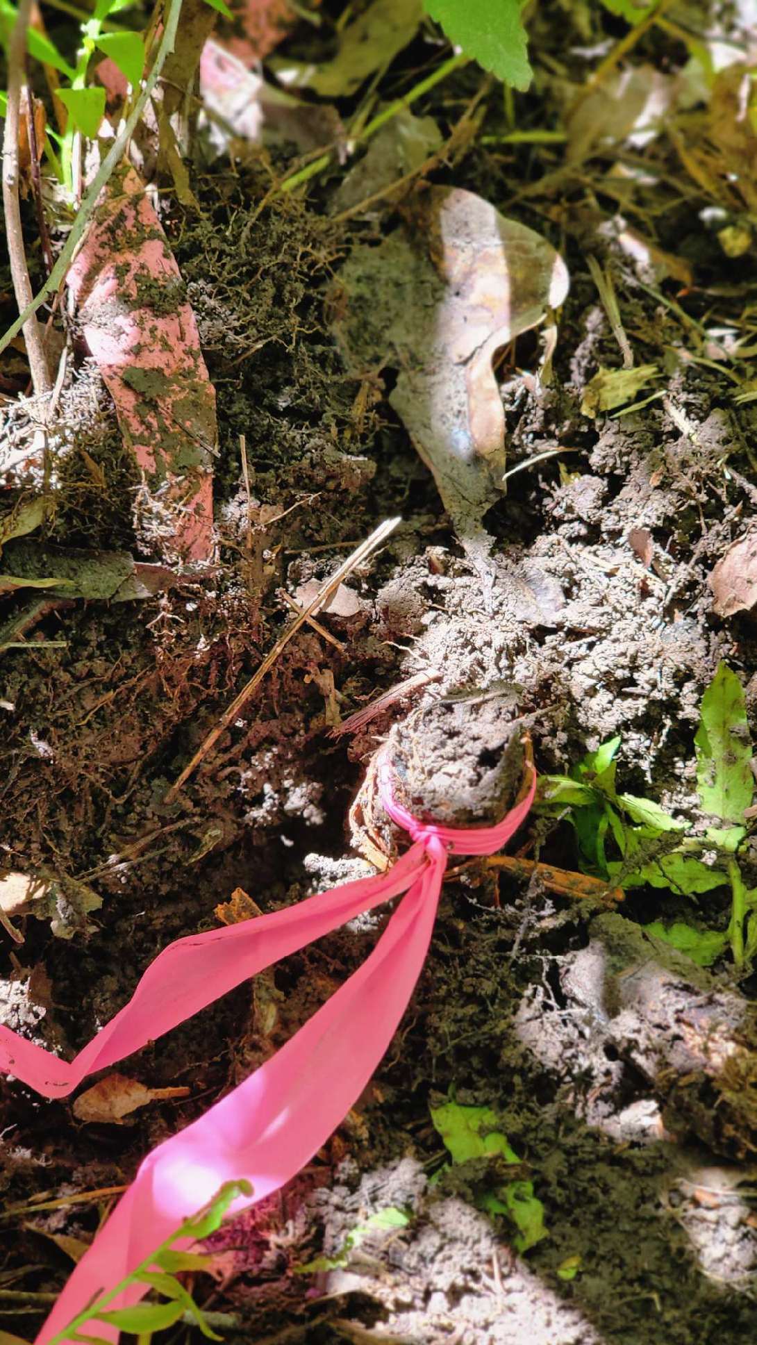 CG | South Carolina Revenue and Fiscal Affairs Office